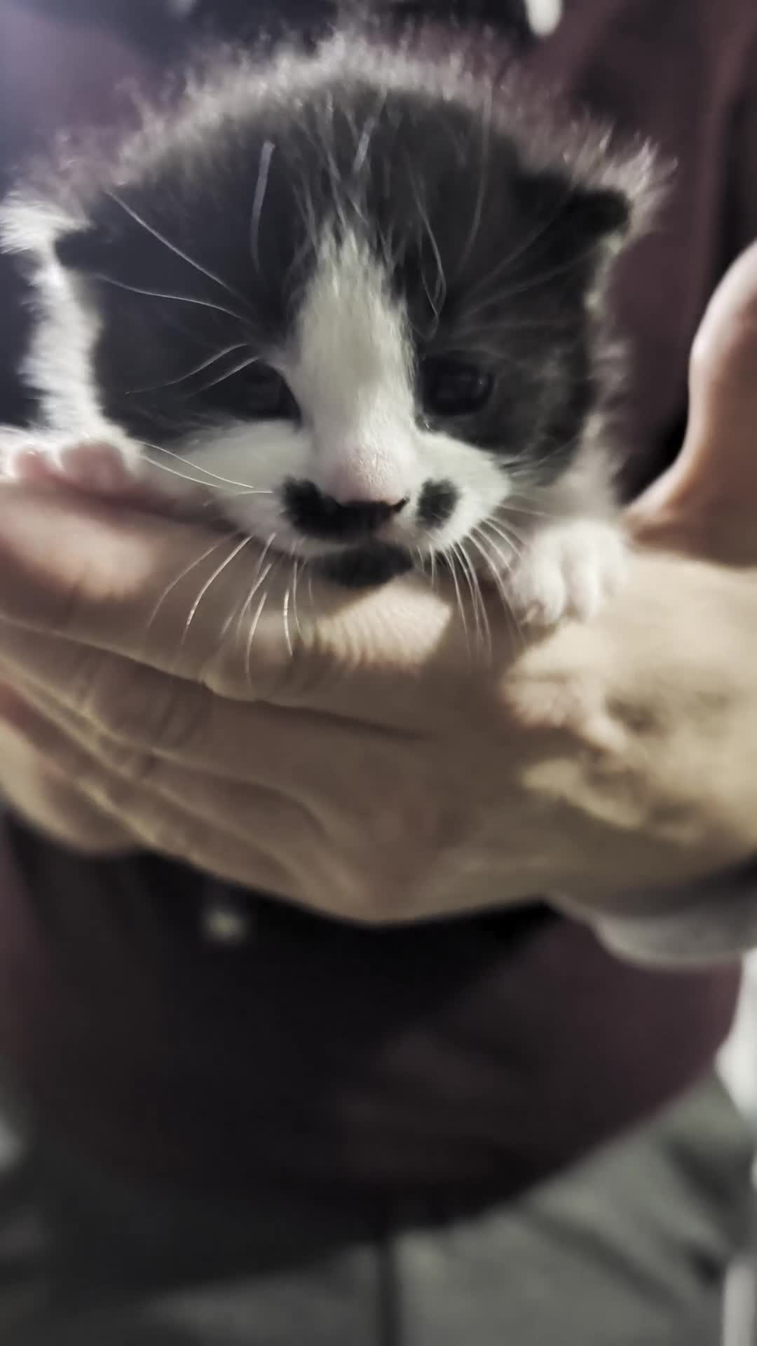 Domestic Shorthair cats for sale: Cute little black and white kitten - Video 2