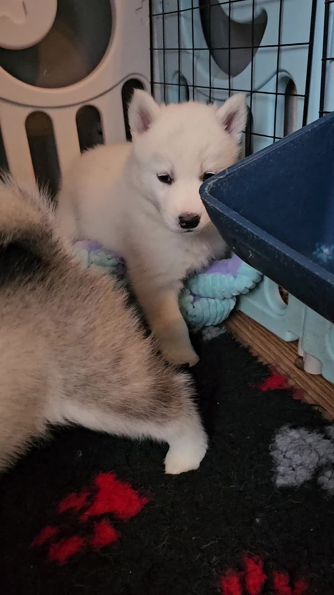 Siberian Husky dogs for sale: 5 beautiful siberian husky fur babies - Video 2