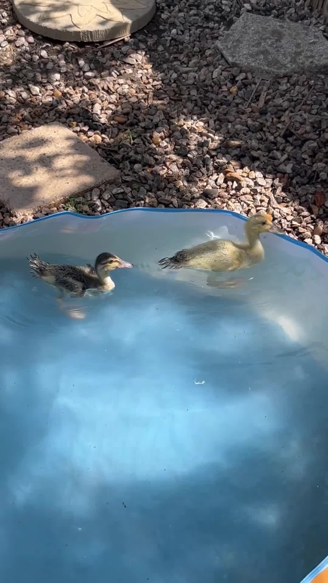Ducks poultry for sale: 2 unsexed duckling left  - Video 1