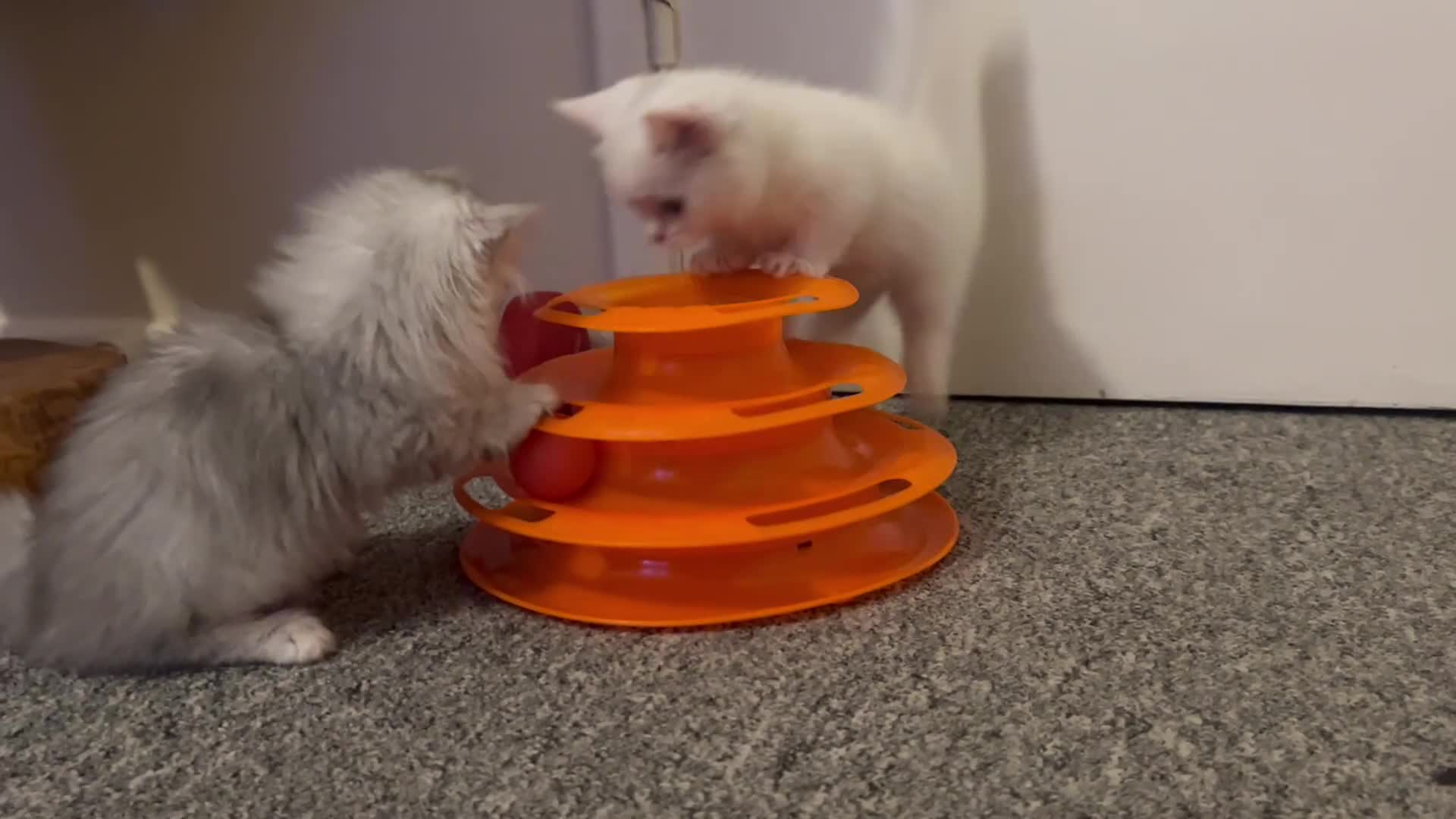 Munchkin cats for sale: A very SPECIAL litter of Munchkins Kittens  - Video 4