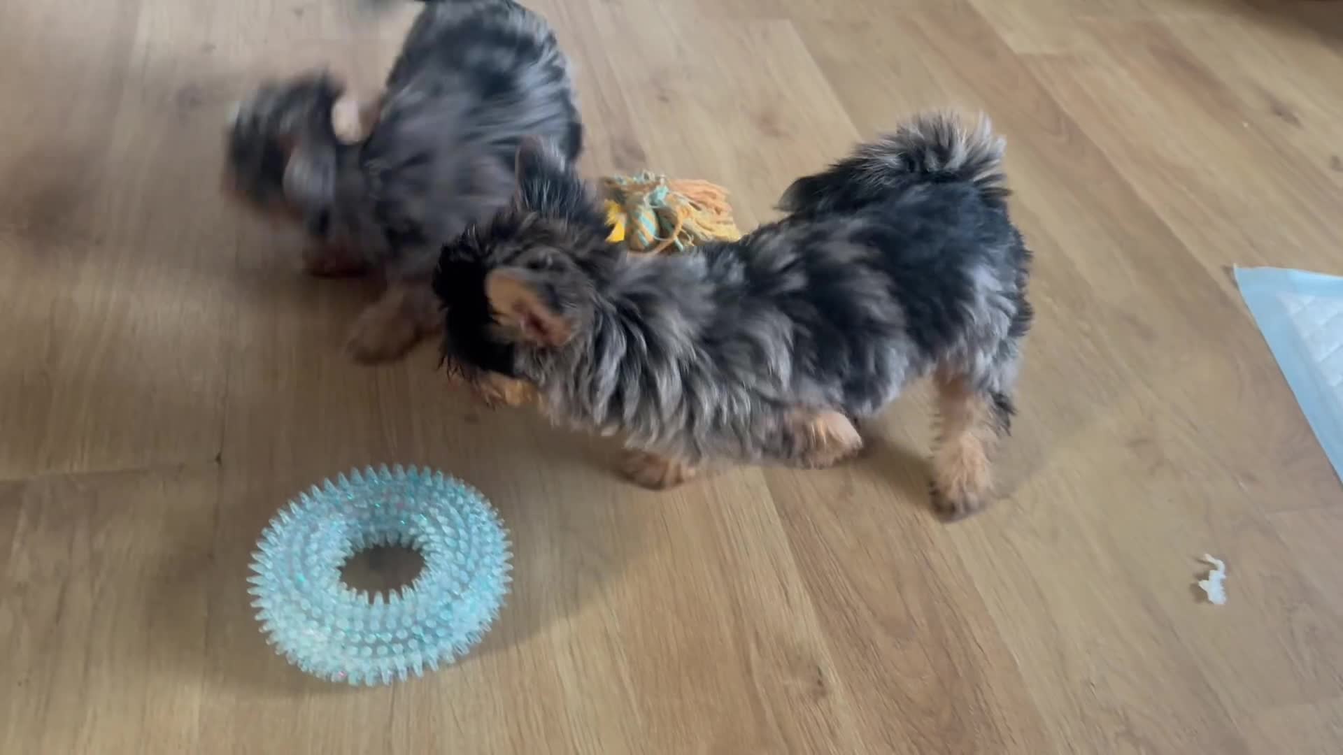 Yorkshire Terrier dogs for sale: Chocolate Merle yorkshire terrier  - Video 3