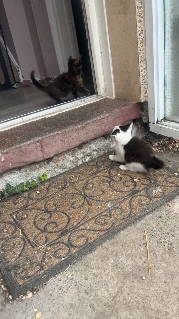 Mixed Breed cats for sale: Kittens for sale  - Video 1