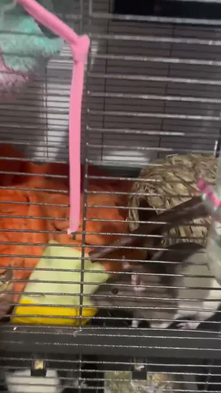 Rat rodents for sale: 4 males rats  in Walsall - Video 1