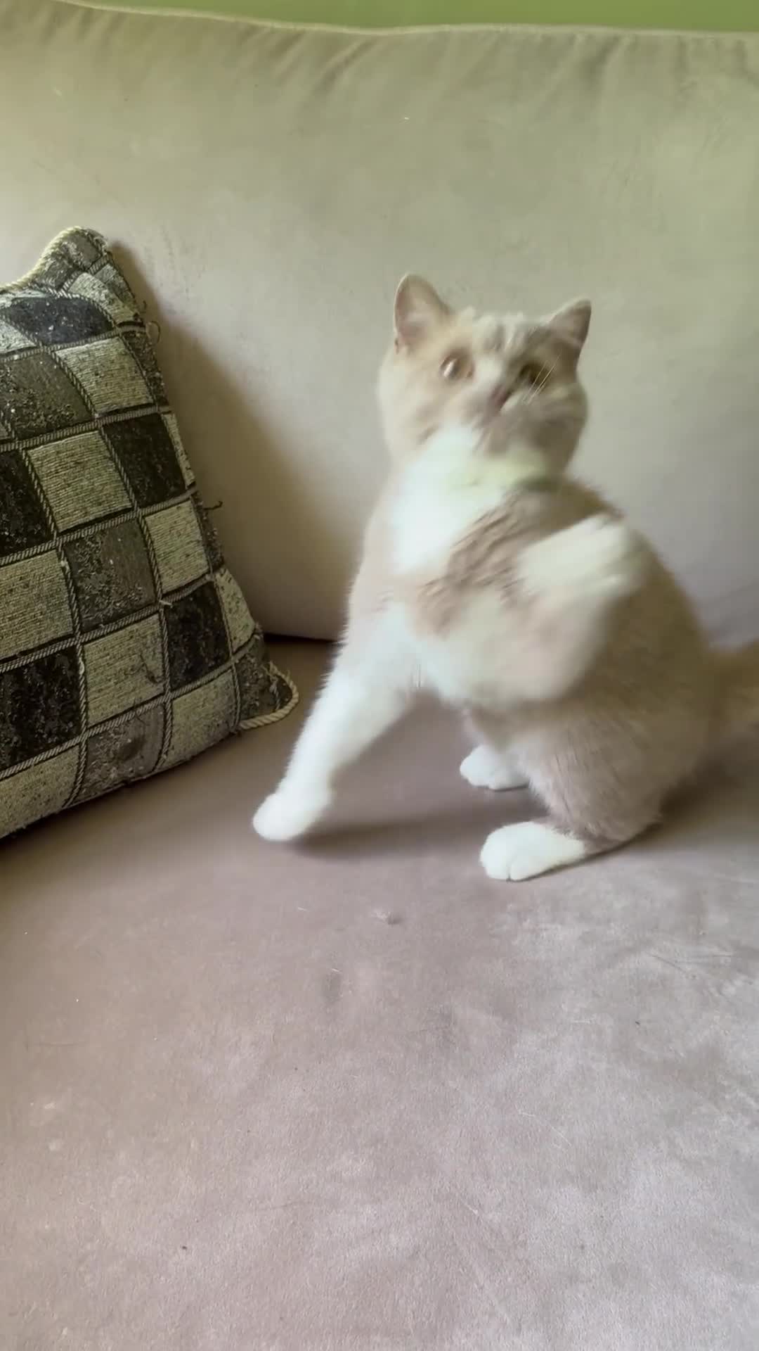 British Shorthair cats for sale: GCCF & TICA REG Fawn and white male - Video 3