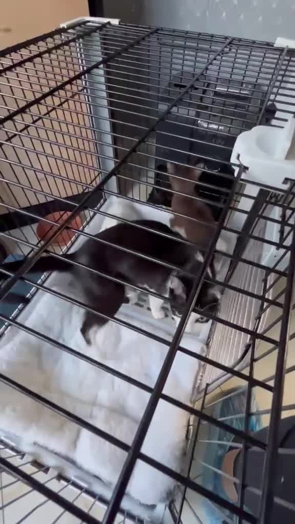 Mixed Breed cats for sale: 2 beautiful kittens  - Video 4