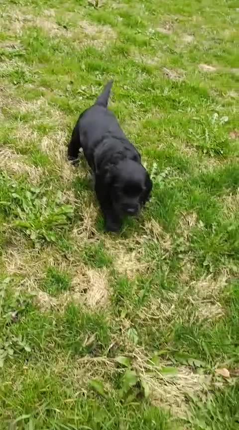 Cocker Spaniel dogs for sale: Cocker spaniel puppies  - Video 1