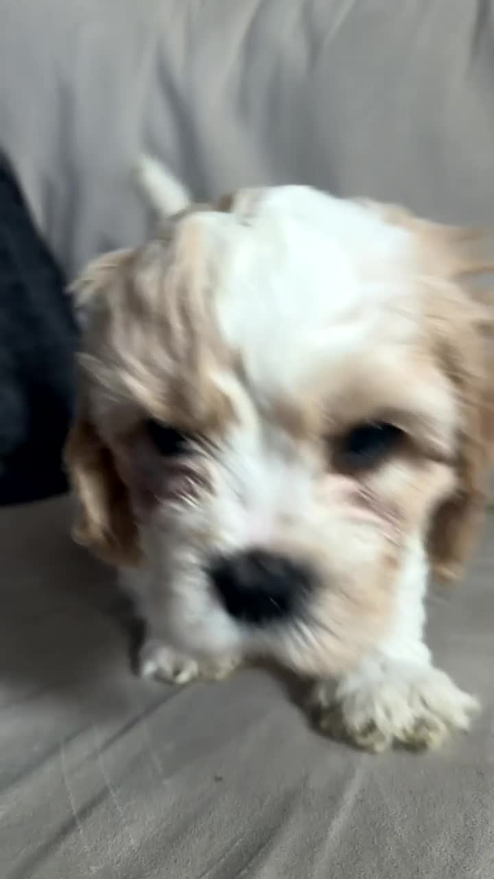 Cavachon dogs for sale: Cavachon f2 puppies  - Video 2