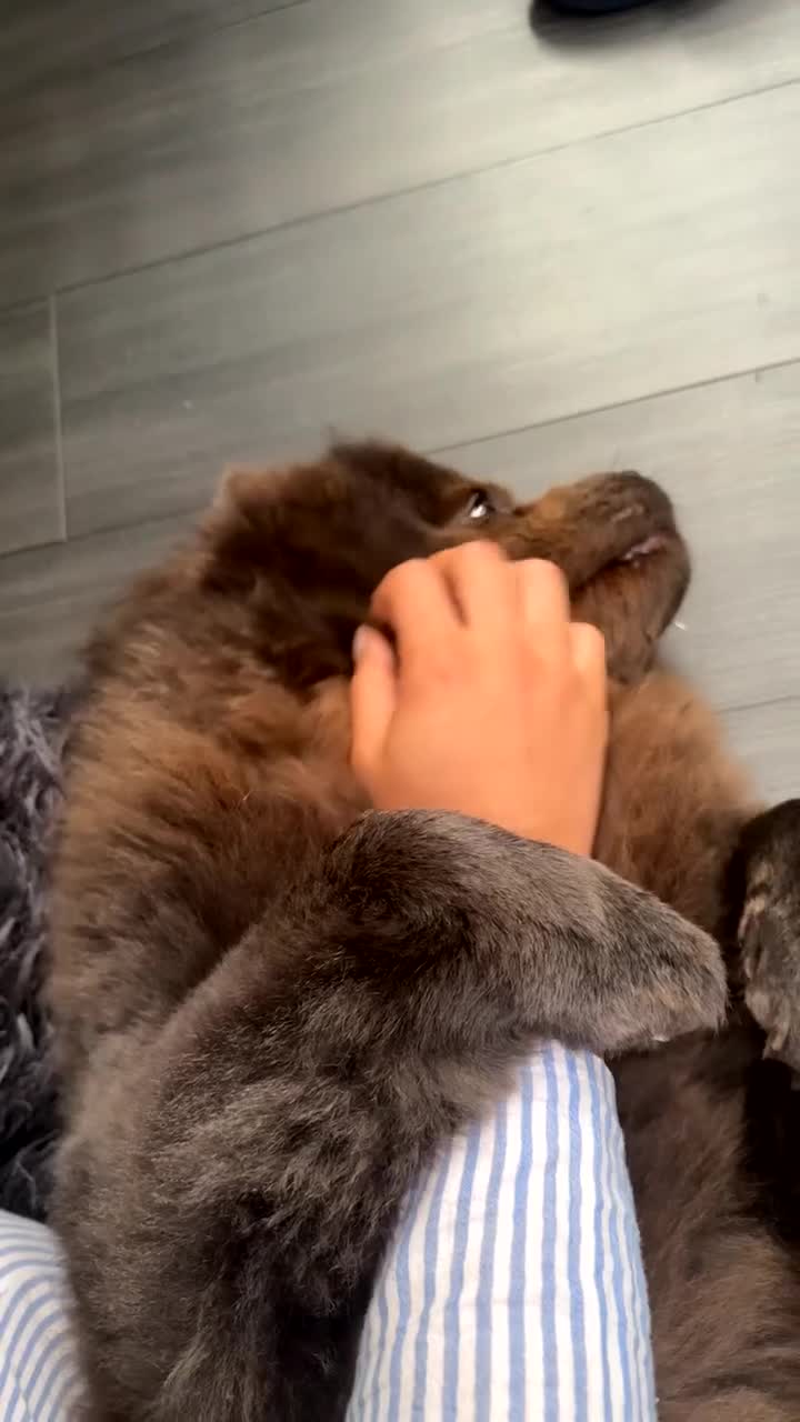 Chow Chow dogs for sale: Female chow chow  - Video 3