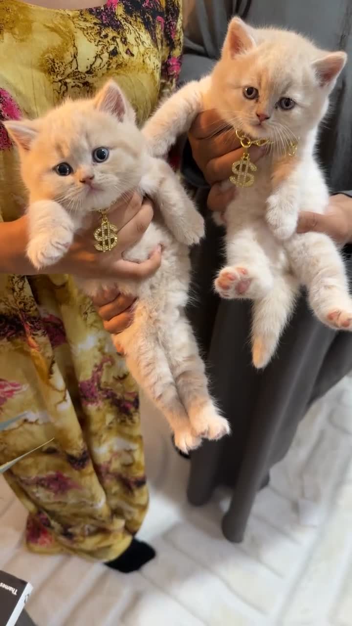British Shorthair cats for sale: 1 Cream kitten  - Video 3