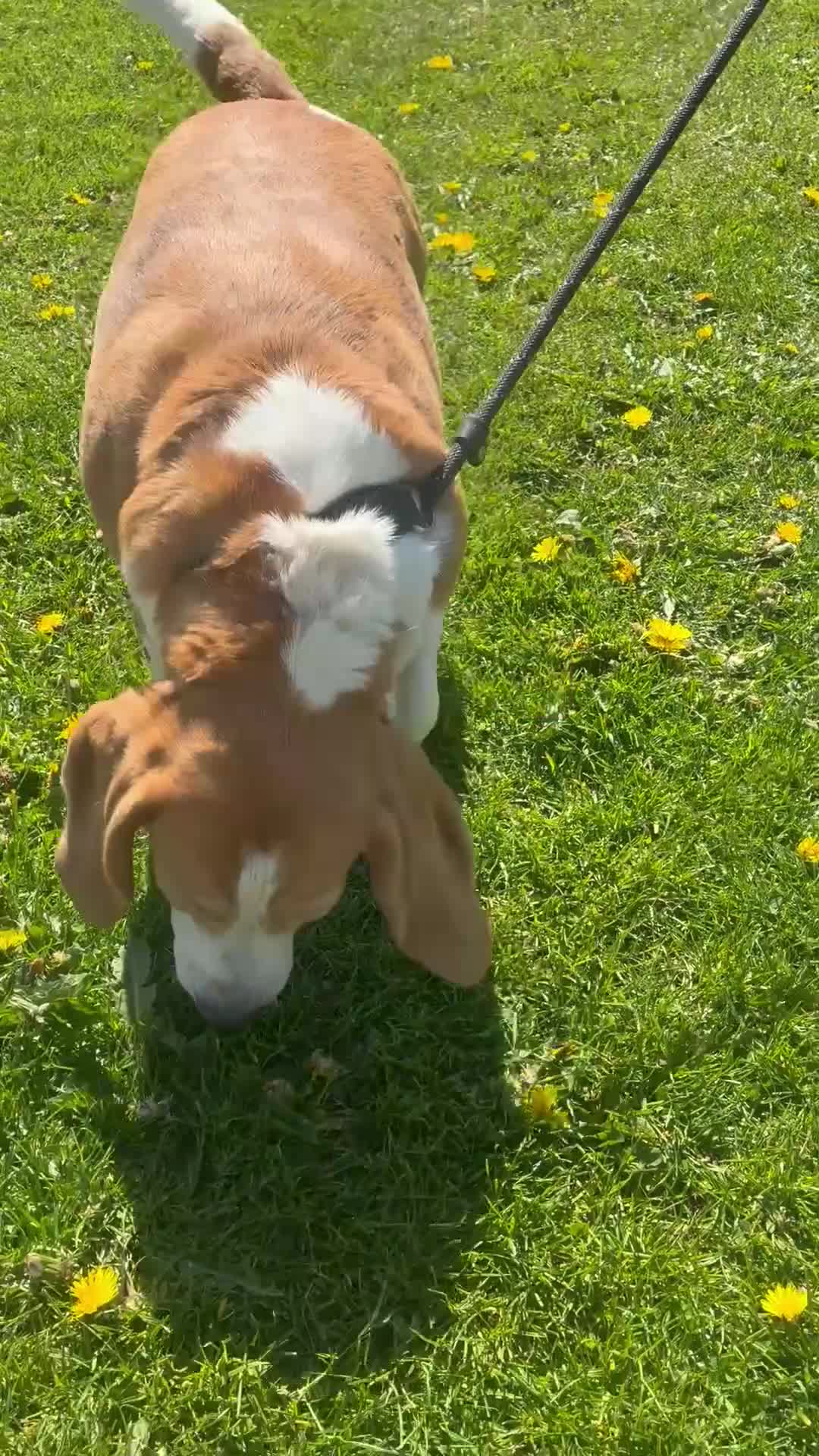 Beagle dogs for sale: Beautiful beagle  - Video 2