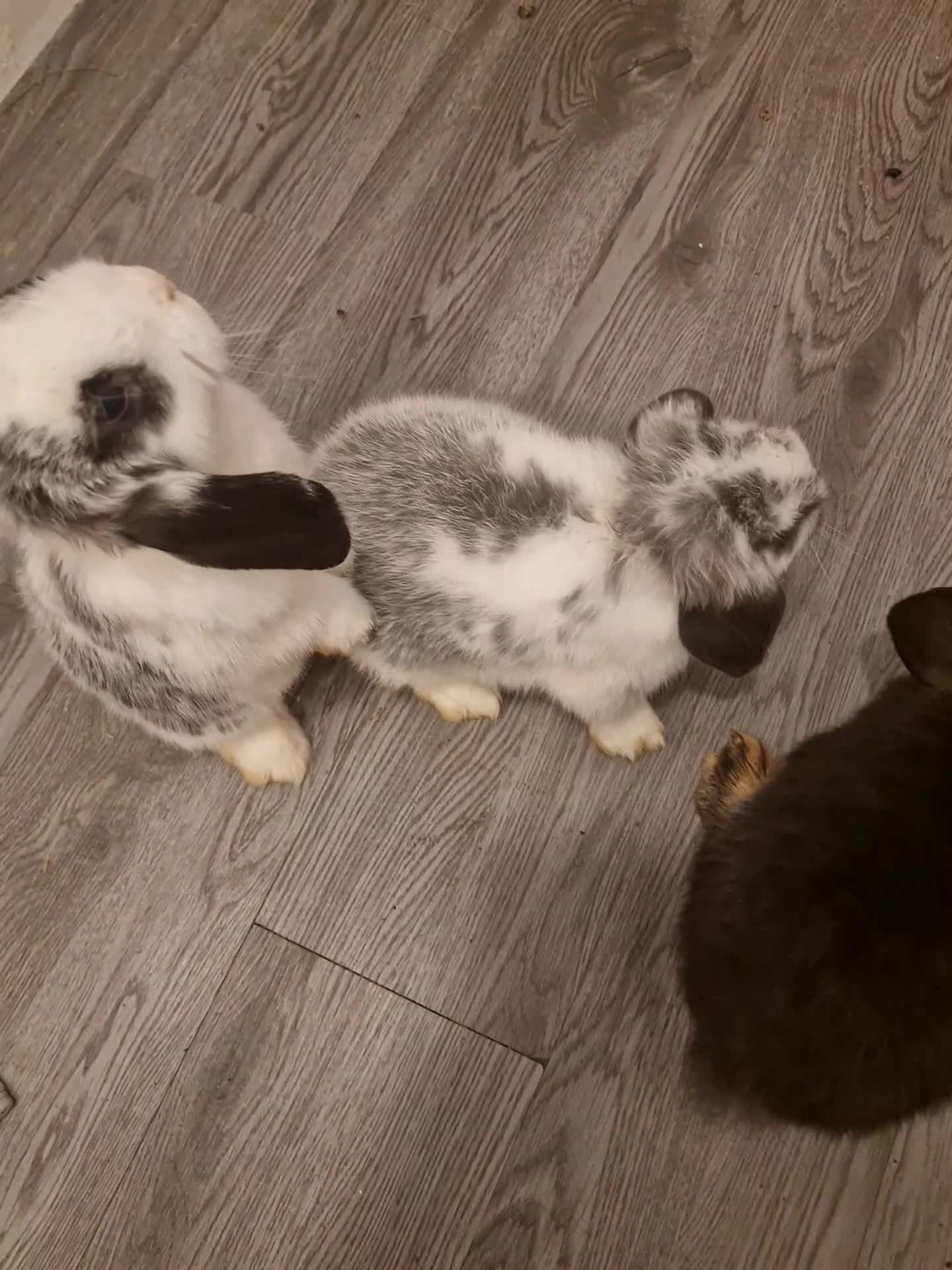 Mini Lop rabbits for sale: 3 Beautiful purebred minilops 2 girls 1 boy - Video 1