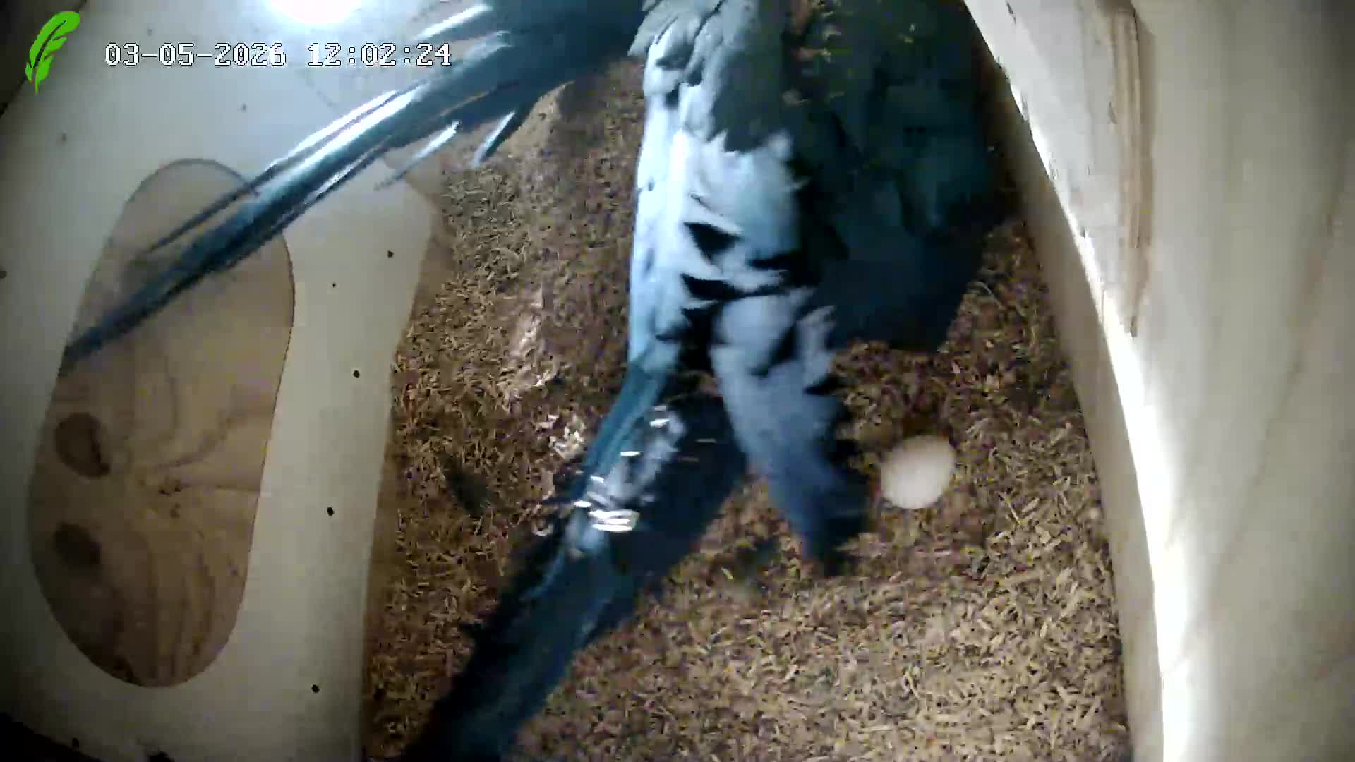 Macaws birds for sale: Proven breeding pair blue & gold macaws - Video 1