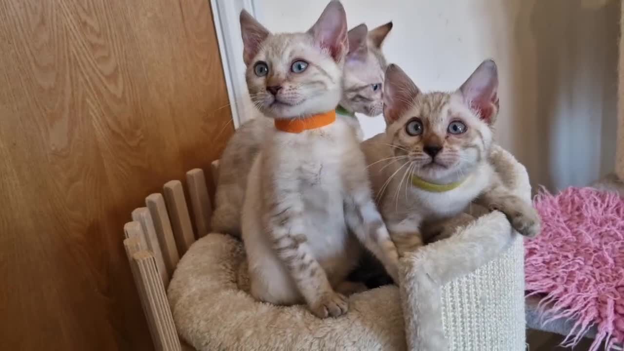 Bengal cats for sale: READY😍Snow bengal whit blue eyes💙last one LEFT  - Video 2