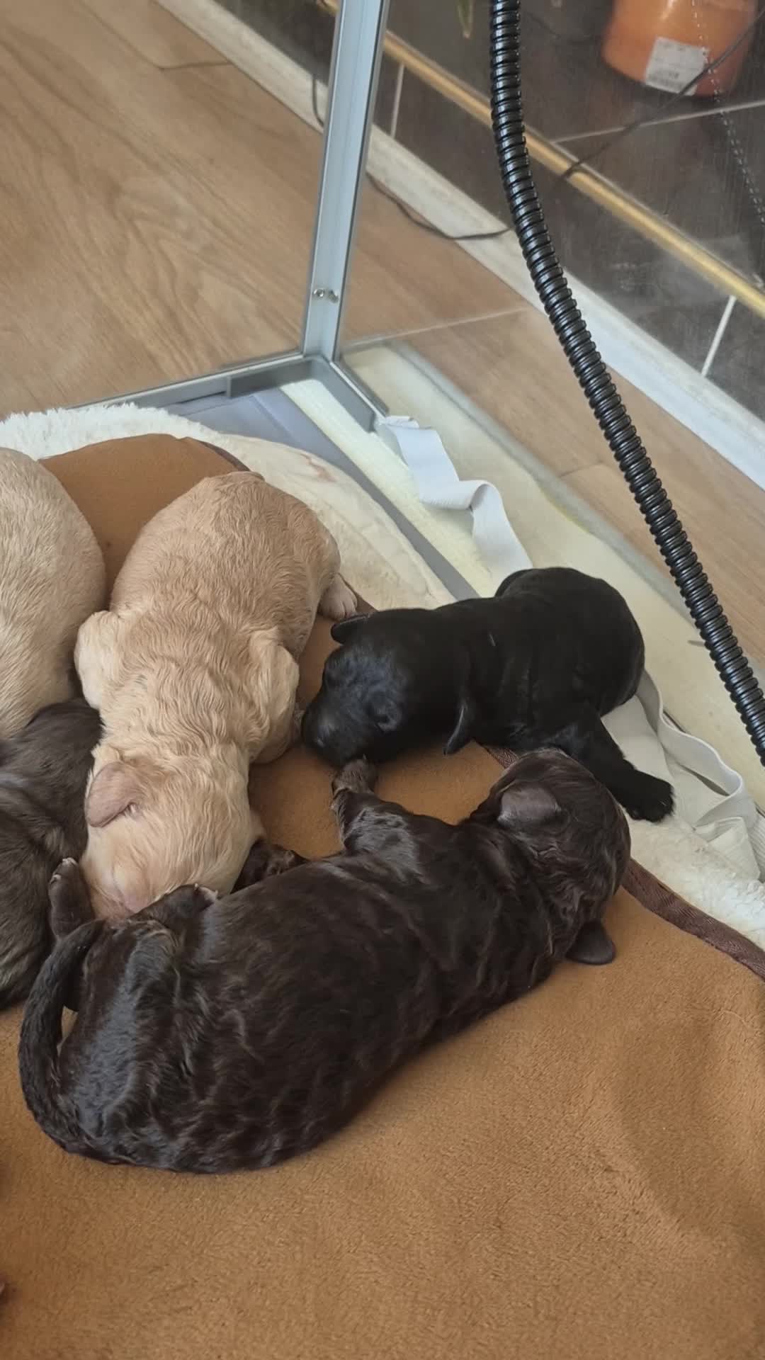 Cockapoo dogs for sale: Loving forever homes wanted. Perfect Cockapoo's.   - Video 2