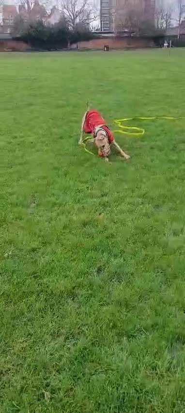 Mixed Breed dogs for adoption: Prince (sighthound mix) in London - Video 3