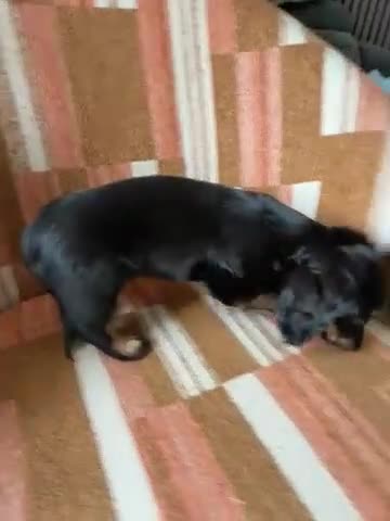 Miniature Dachshund dogs for sale: KC registered Miniature Dachshund Puppies - Video 1