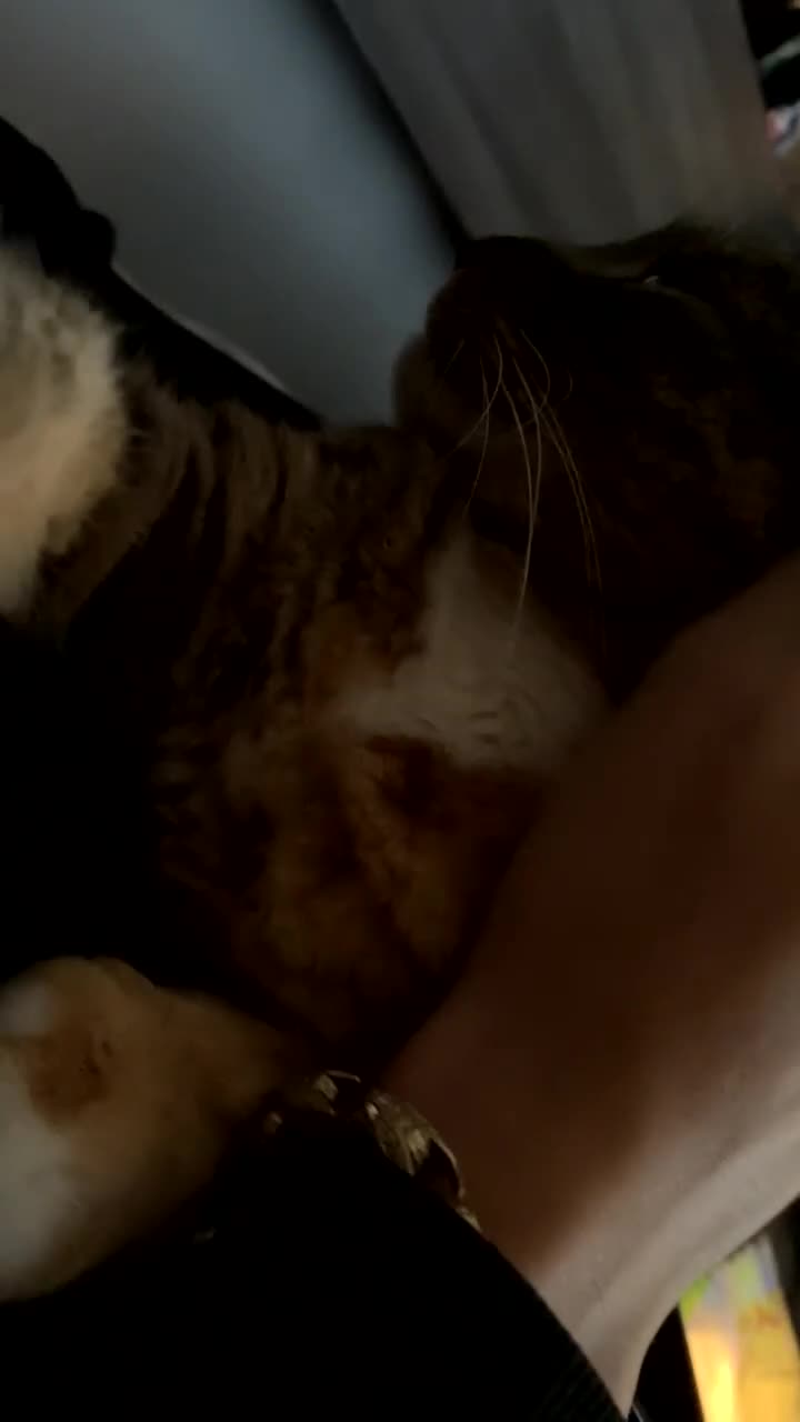 British Shorthair cats for sale: Gorgeous multicoloured British short hair - Video 2