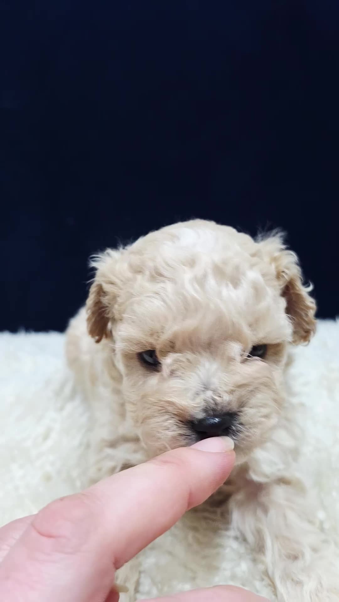 Maltipoo dogs for sale: F1B Maltipoo Puppies, Toy Size, Hypoallergenic, - Video 2