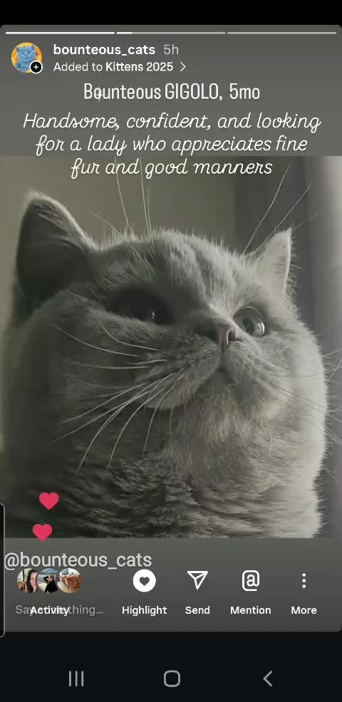 British Shorthair cats for sale: Impressive Pedigree BSH Kittens  - Video 2