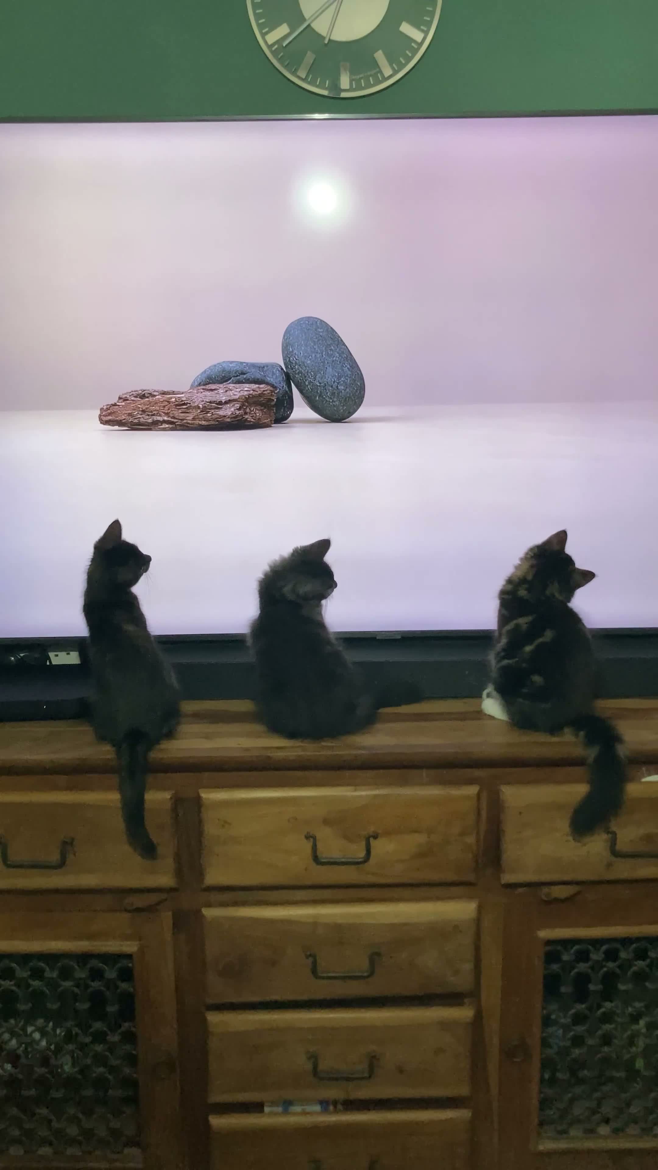 Mixed Breed cats for sale: Maine Coon mix - Video 1