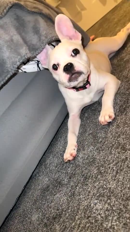 Mixed Breed dogs for sale: Staffy x French bulldog  - Video 2