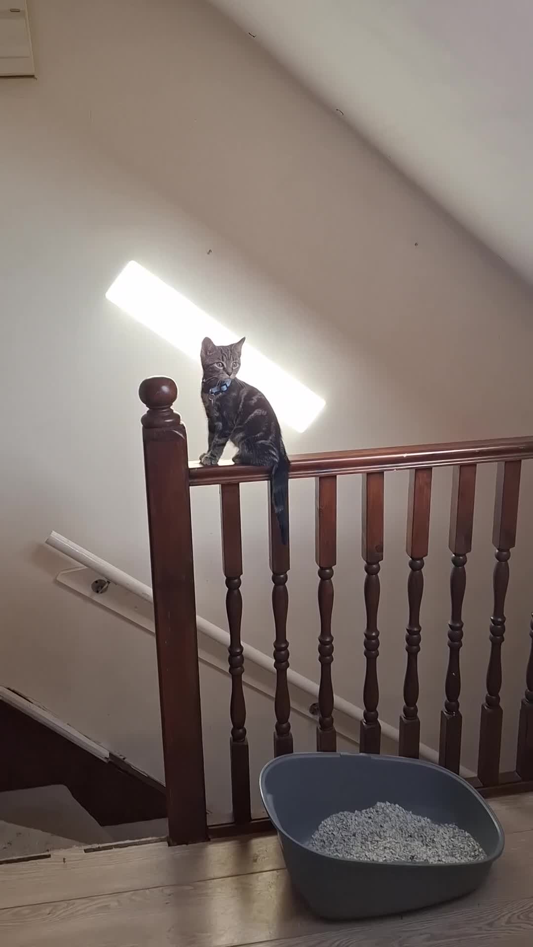 Bengal cats for sale: Bengal boy crosd - Video 1