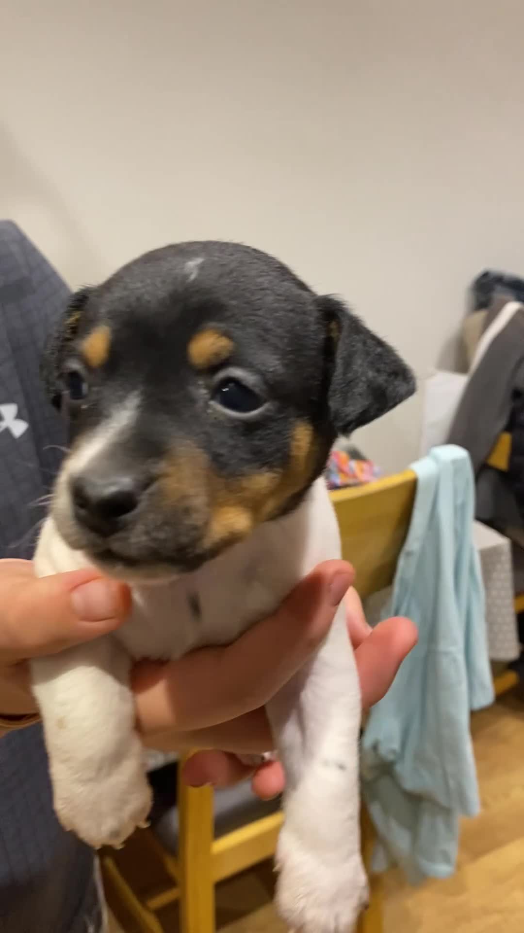 Jack Russell dogs for sale: Jack Russell pups - Video 1