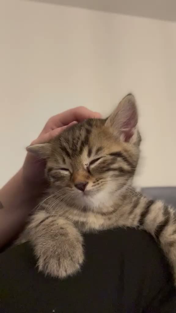 Mixed Breed cats for sale: Faol’an (phalan)  - Video 2