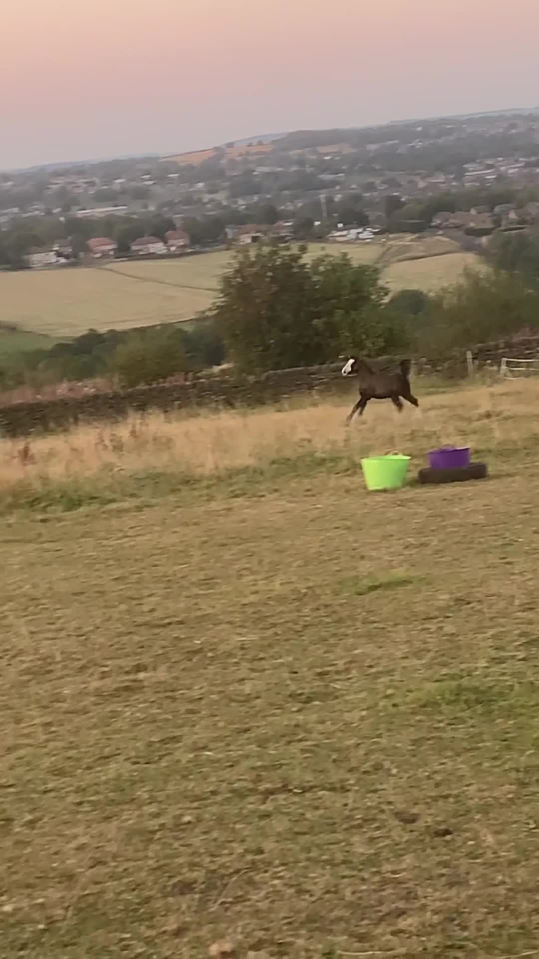 Irish Cob horses for sale: Stunning cob foal looking for new family. - Video 3
