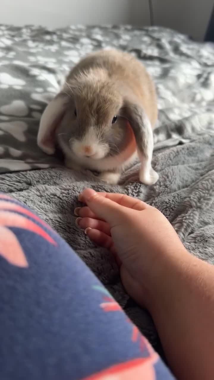 Mini Lop rabbits for sale: rabbit for sale  - Video 2
