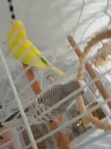 Budgerigars birds for sale: Beautiful and Healthy Budgies for Sale in Enfield - Video 1