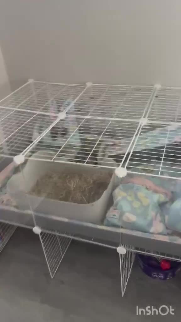Guinea Pig rodents for sale: Guinea pigs for sale  in Wigan - Video 2