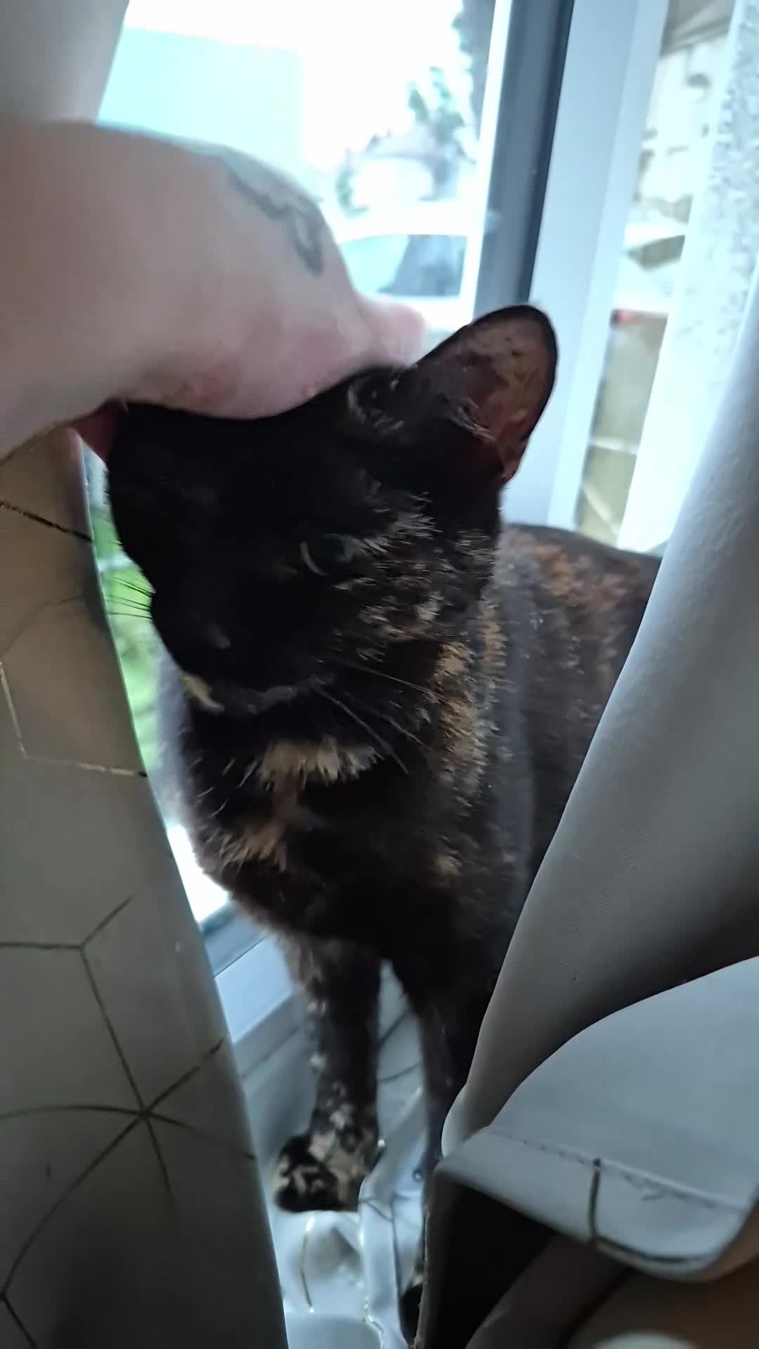 Mixed Breed cats for sale: Tortoiseshell  - Video 1