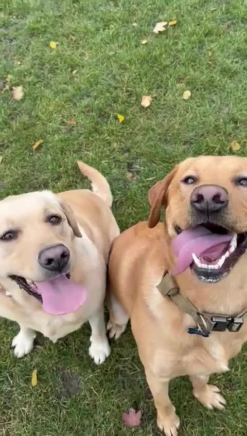 Labrador Retriever dogs for stud: Red fox kc reg lab for stud - Video 3