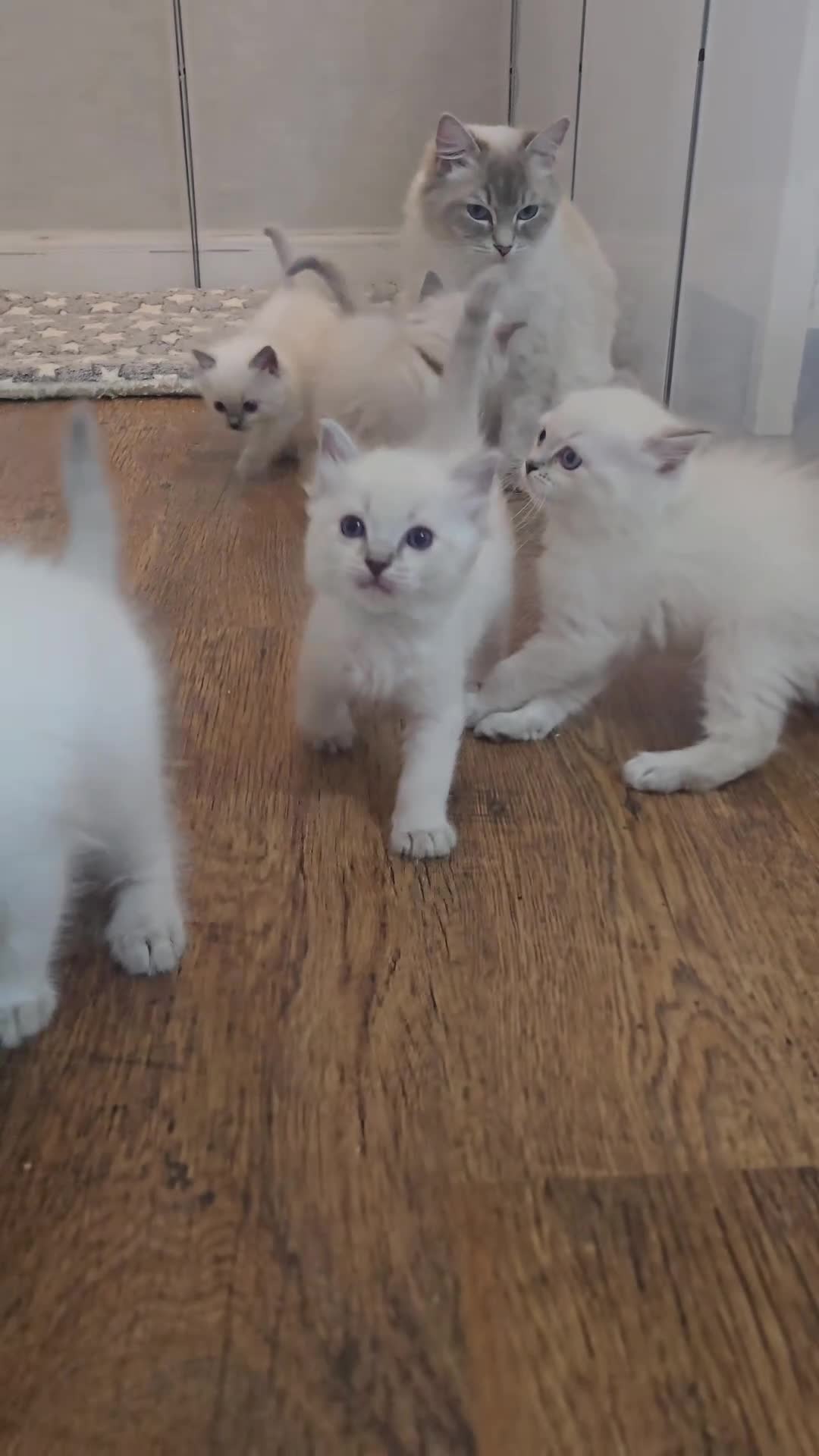 Ragdoll cats for sale: 🤍Pure Ragdoll Blue Point & Lynx Kittens Ready Now - Video 1
