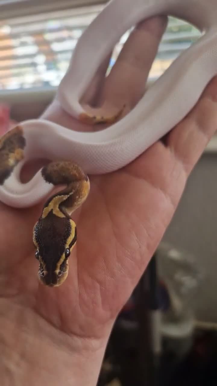 Python Snake reptiles for sale: Various royals in Bilston - Video 2