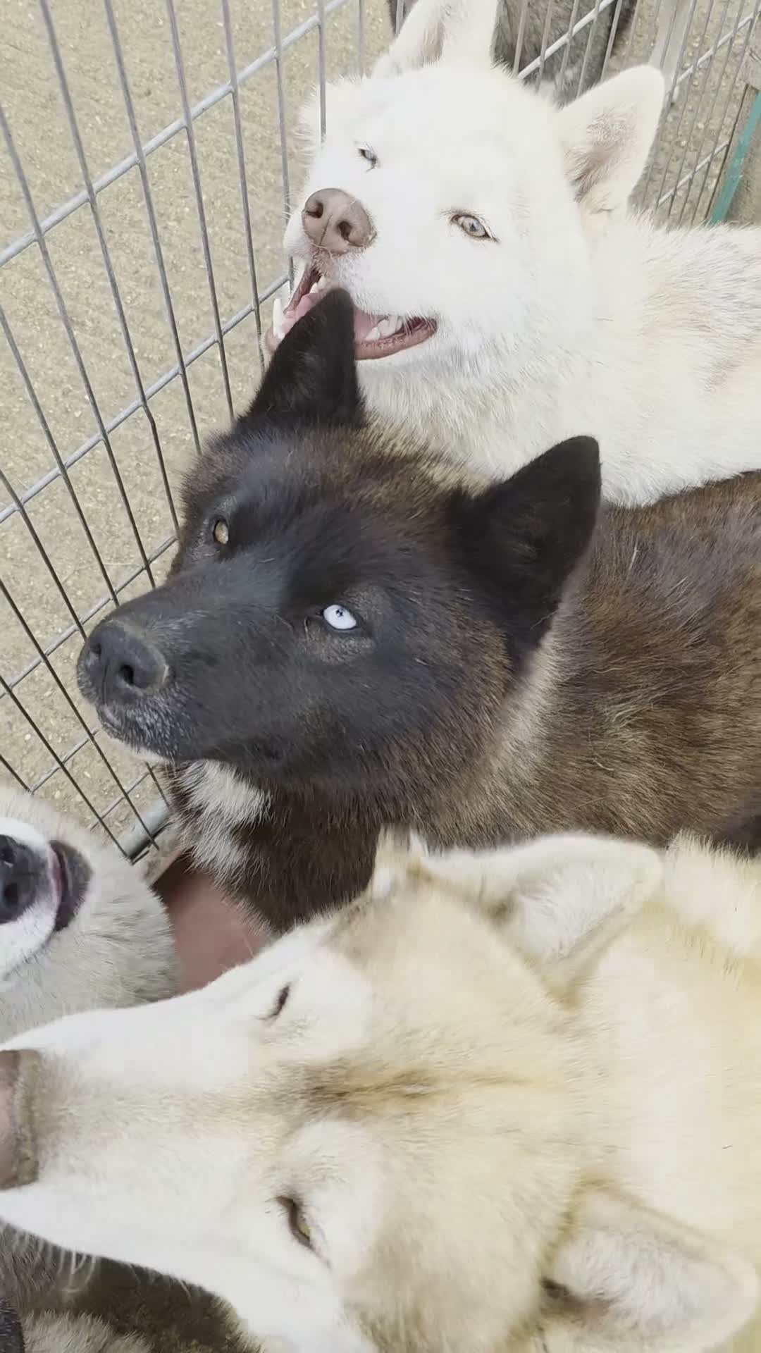 Siberian Husky dogs for stud: Siberian husky males for Stud - Video 1
