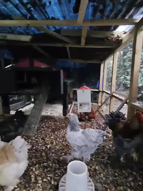 Chickens poultry for sale: hatching eggs mixed and pure breed  - Video 2