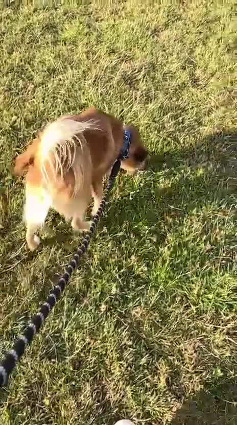 Mixed Breed dogs for adoption: Meet REMI - a Lovely Boy for a Loving Home - Video 2