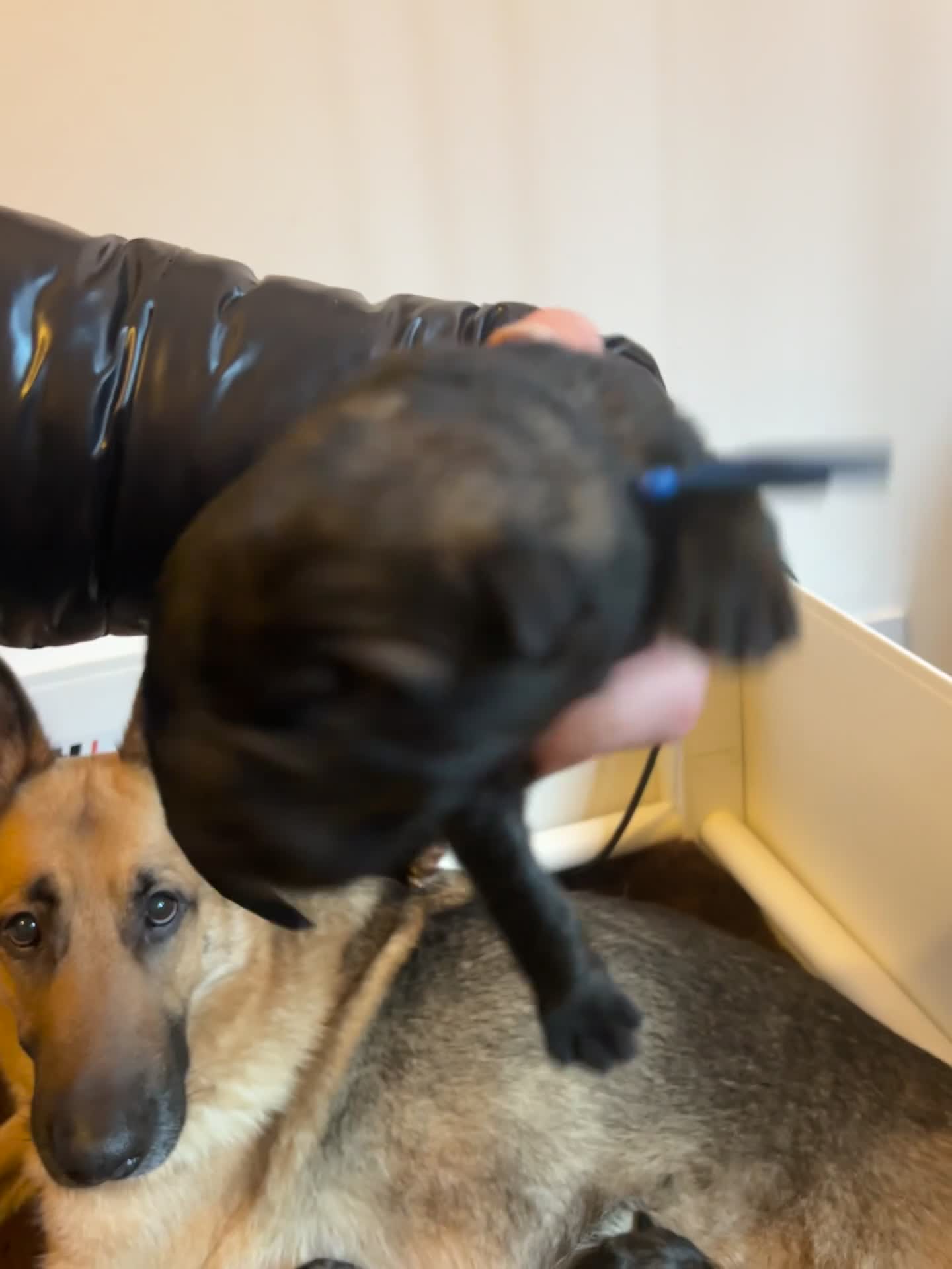 German Shepherd dogs for sale: Beautiful German shepherd pups **DM Clear!** - Video 2