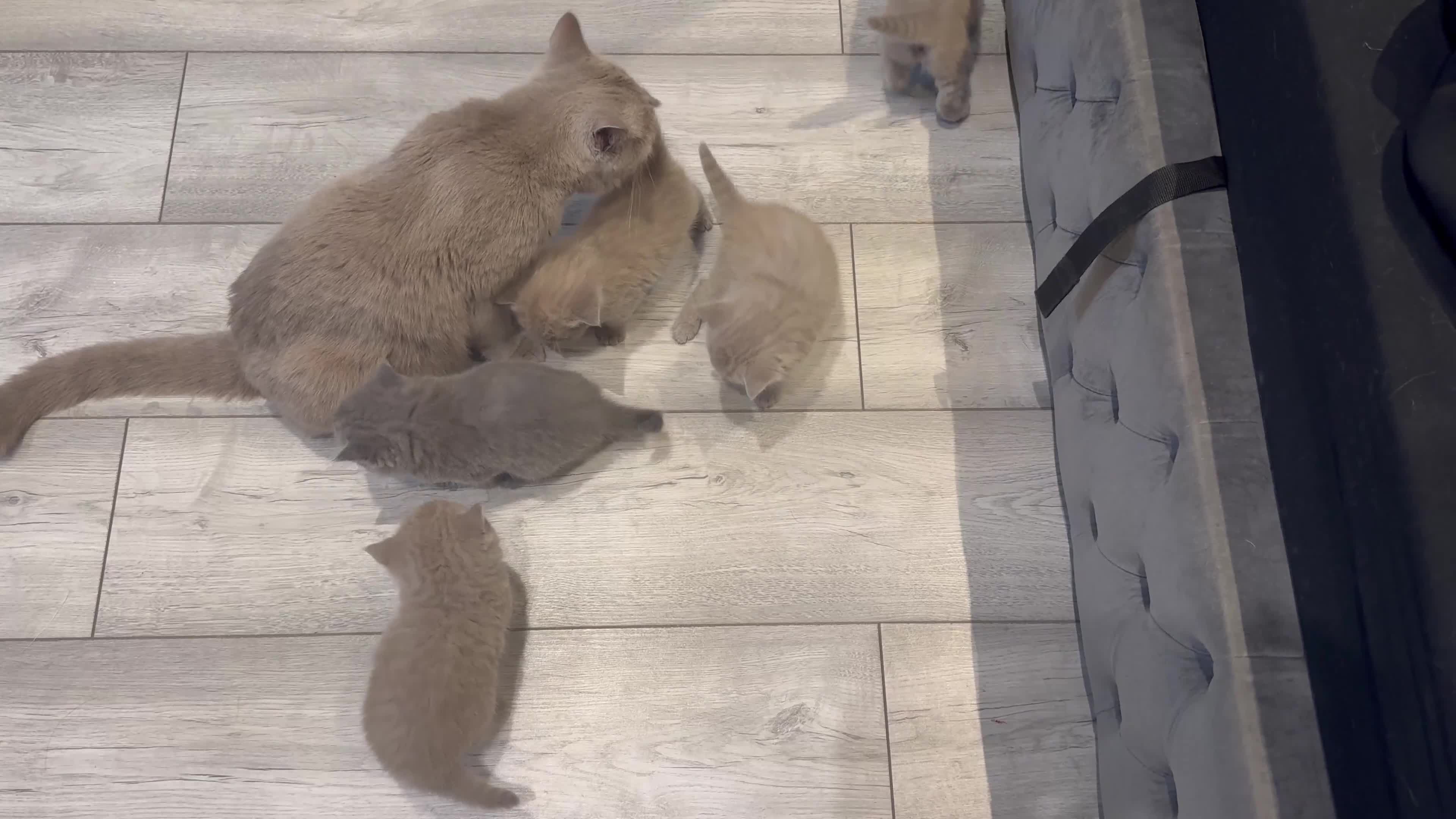 British Shorthair cats for sale: Gorgeous British Shorthair Kittens Available  - Video 1