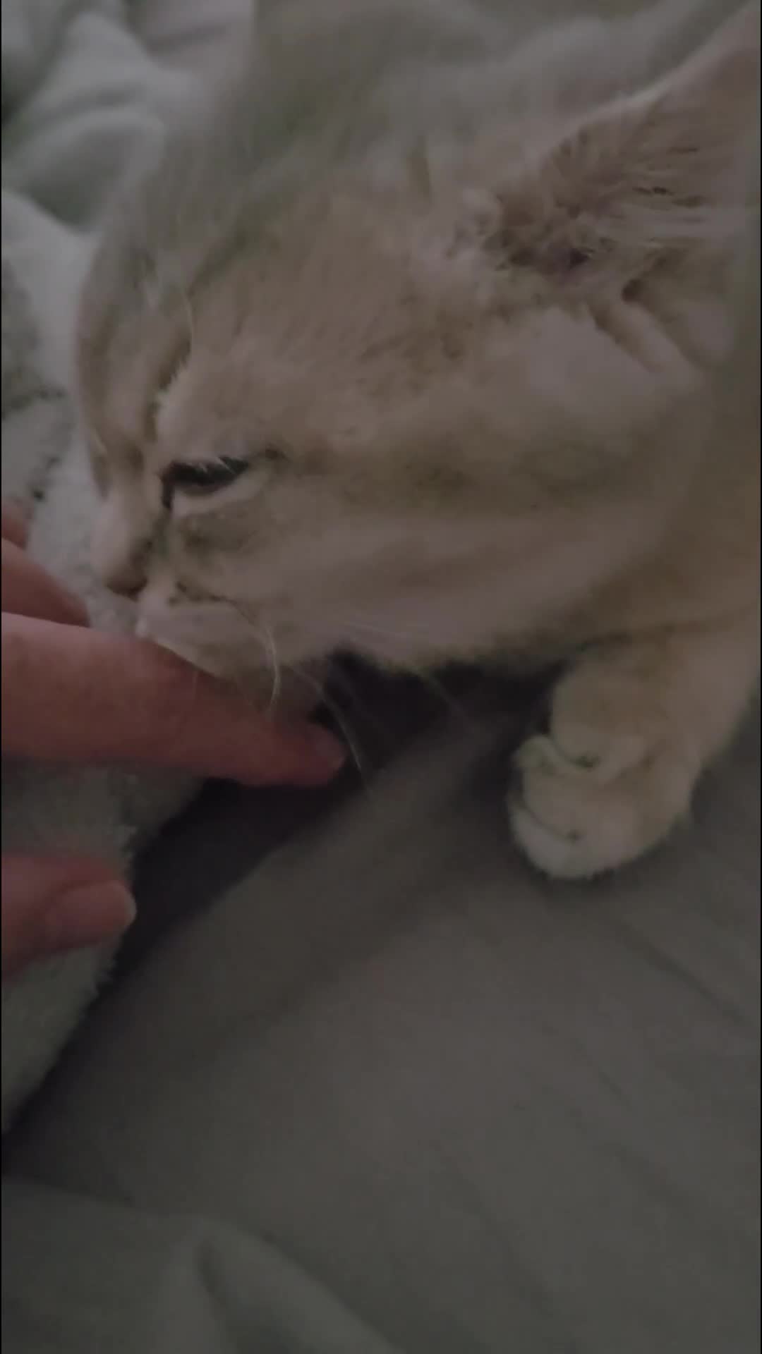 British Shorthair cats for sale: 💎 Blue Golden Sweetie 🍬🧸Ready to leave now 🥰🏡 - Video 1