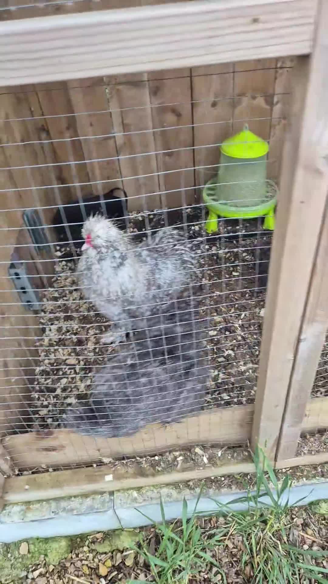 Chickens poultry for sale: Mixed Silkie Hatching aEggs - Video 3