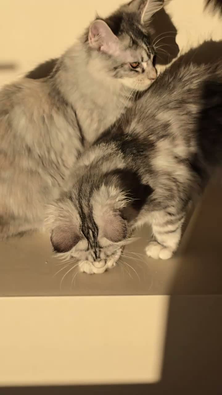 Maine Coon cats for sale: GCCF Registered Maine Coon Kittens Peterborough - Video 1