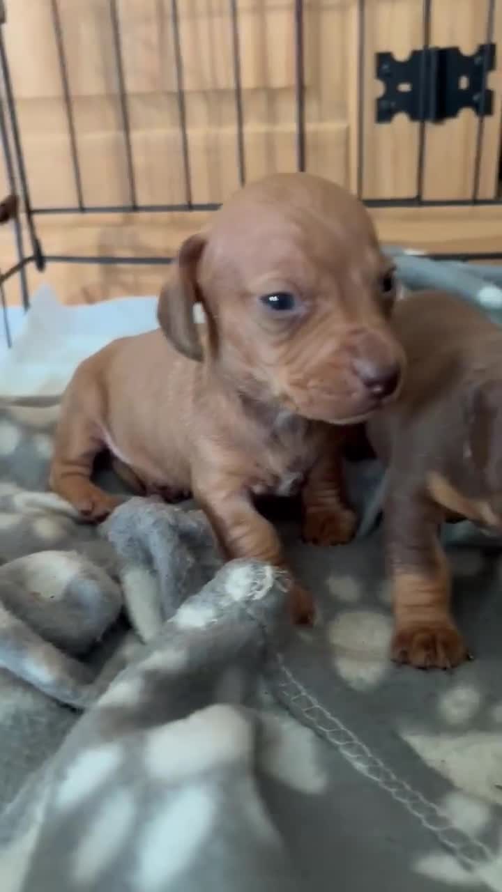 Dachshund dogs for sale: Male puppy  - Video 1