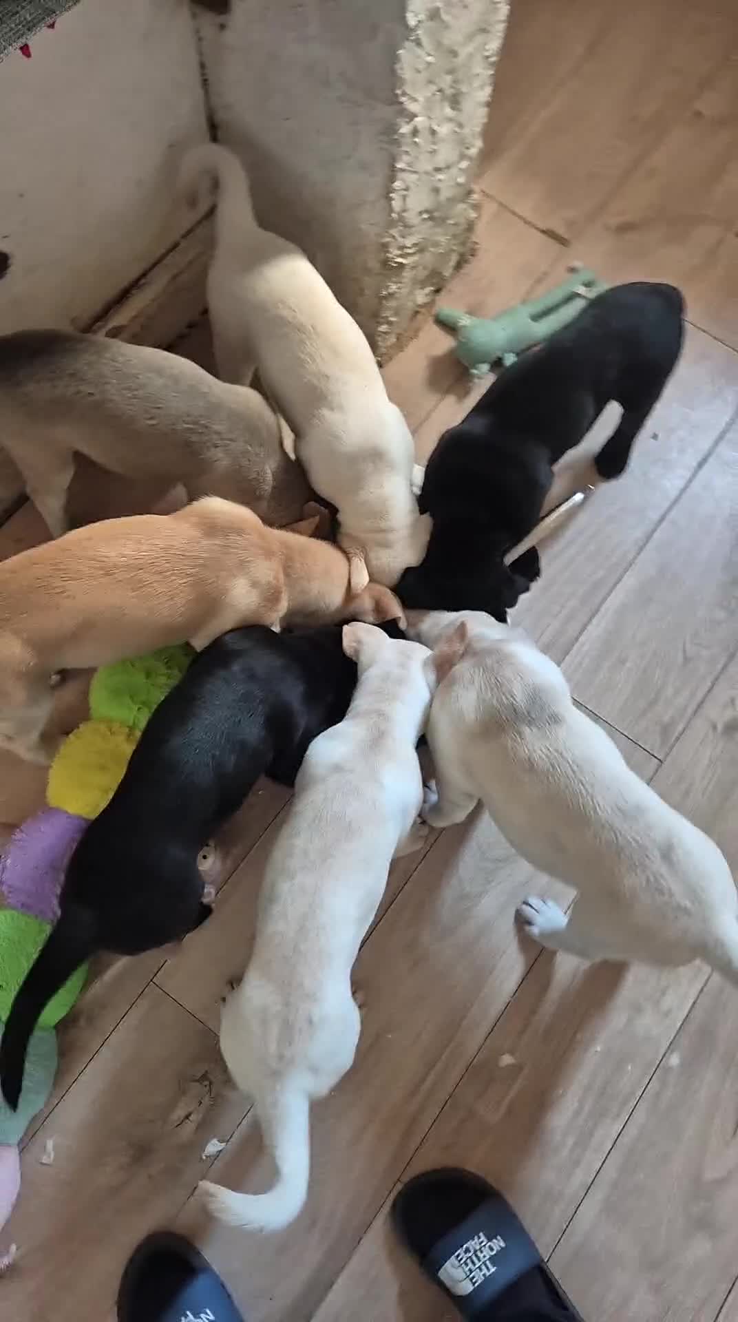 Mixed Breed dogs for sale: 3 Cane Corso female x Husky male9 weeks old ready - Video 1