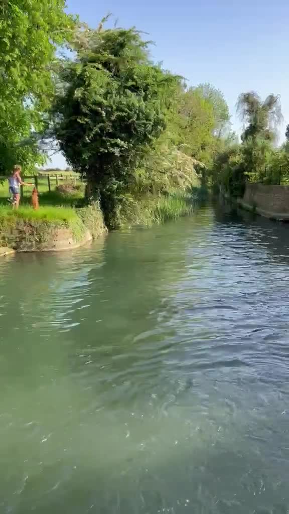 Golden Retriever dogs for stud: Fantastic Golden Retriever Stud  - Video 1