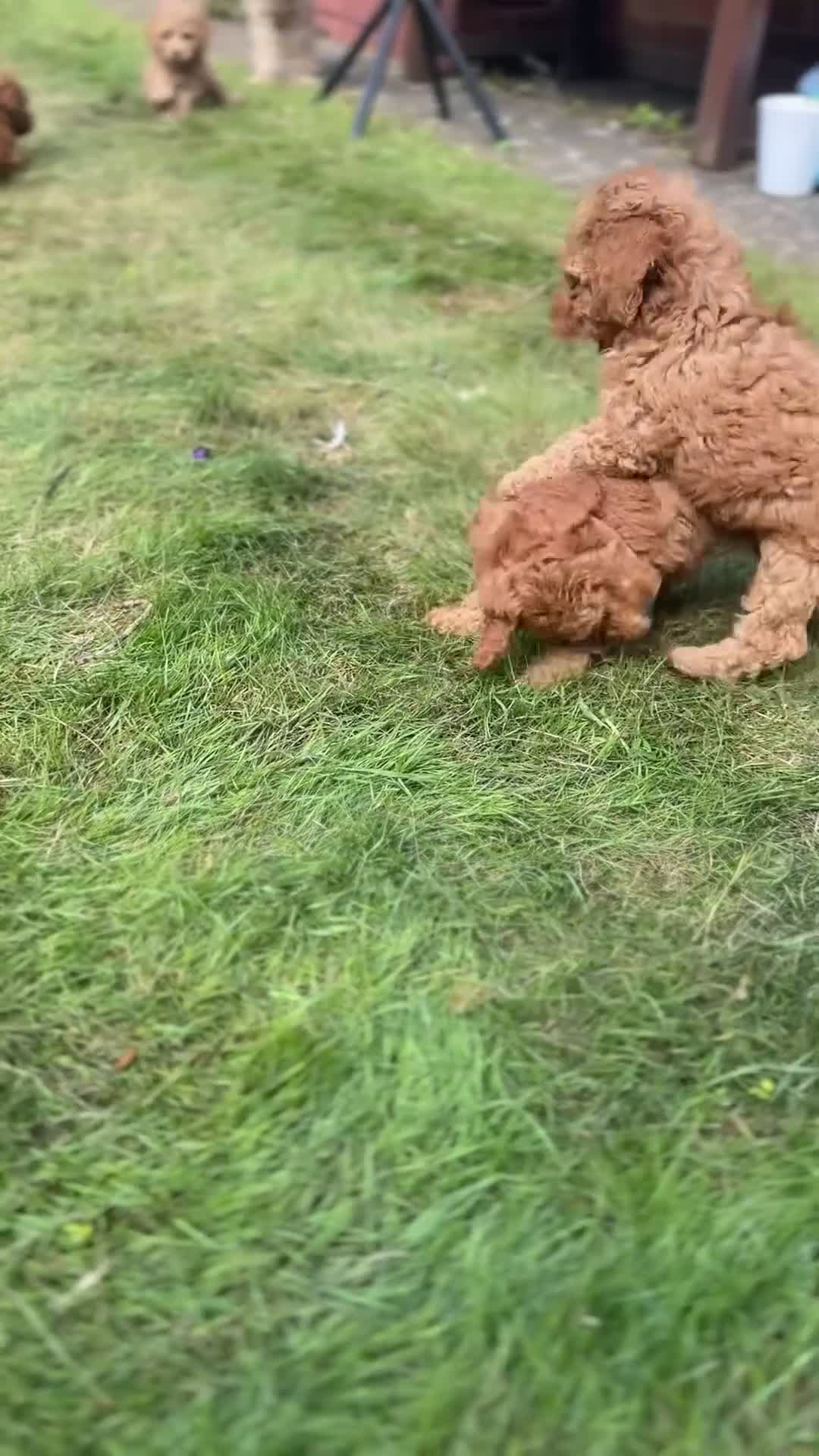 Toy Poodle dogs for sale: 🐶 Toy Poodle Puppy Girl–Ready for the home! - Video 2