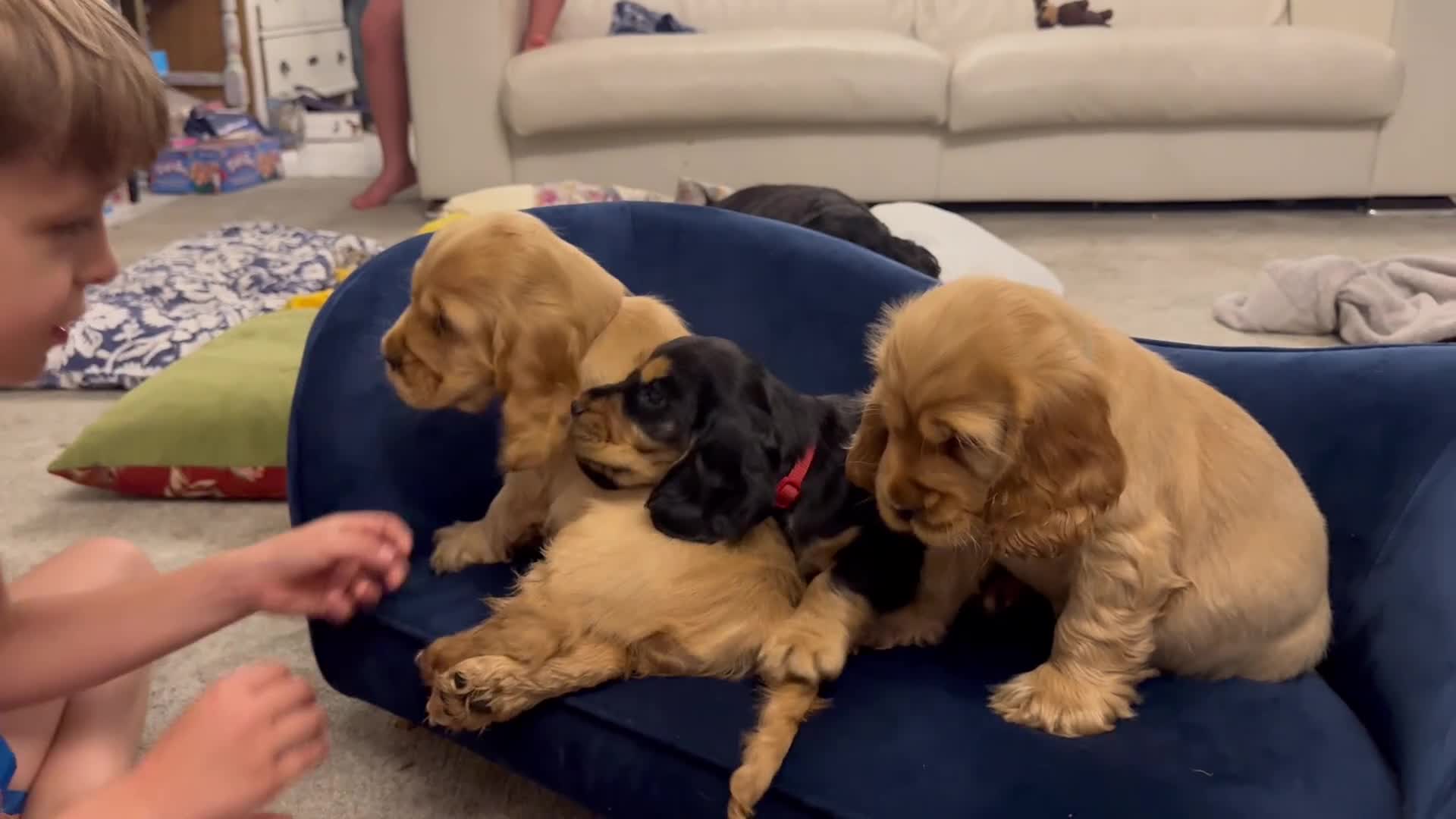 Cocker Spaniel dogs for sale: Gorgeous KC Show Cocker Babies  - Video 2