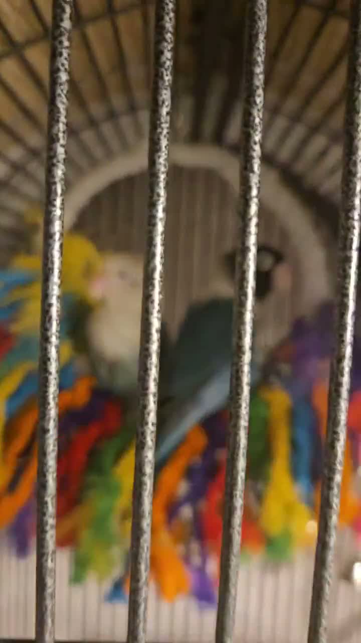 Lovebirds birds for sale: Love birds and cage  - Video 2